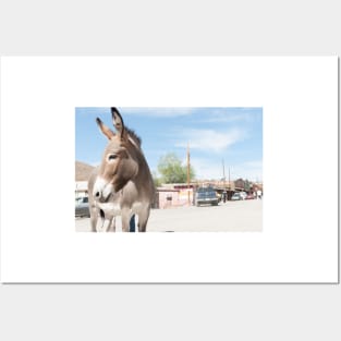 Oatman donkey in main street of small old ghost town on Route 66. Posters and Art